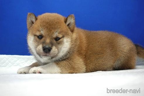 成約済の愛知県の柴犬-185134の9枚目