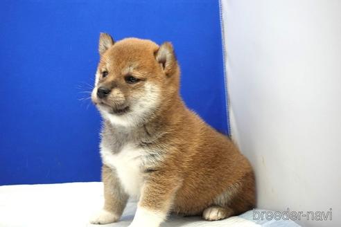 成約済の愛知県の柴犬-185134の8枚目