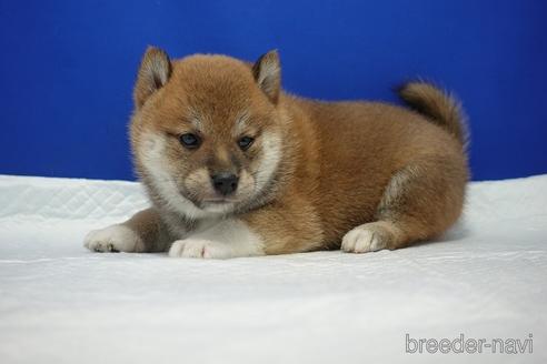 成約済の愛知県の柴犬-185134の7枚目