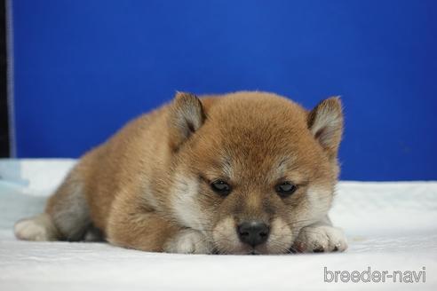成約済の愛知県の柴犬-185134の6枚目