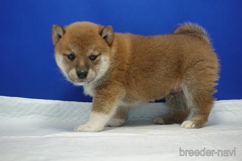 成約済の愛知県の柴犬-185134の5枚目