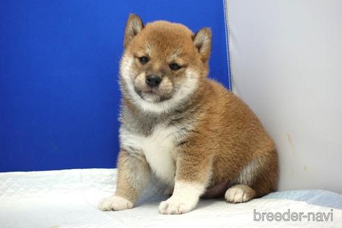 成約済の愛知県の柴犬-185134