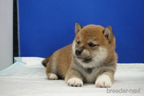 成約済の愛知県の柴犬-185134の4枚目