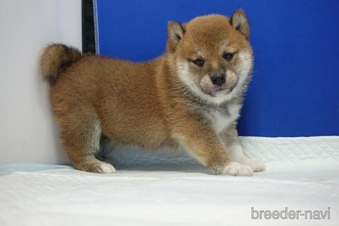 成約済の愛知県の柴犬-185134の2枚目