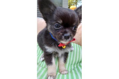 成約済の埼玉県のチワワ(ロングコート)-182244