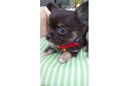 成約済の埼玉県のチワワ(ロングコート)-182244の4枚目