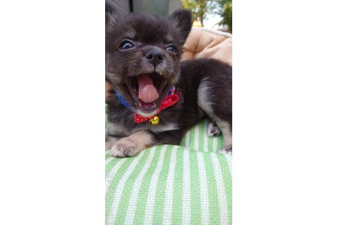 成約済の埼玉県のチワワ(ロングコート)-182244の3枚目