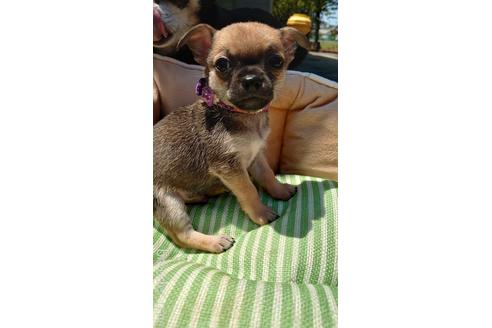 成約済の埼玉県のチワワ(スムースコート)-182245