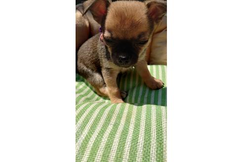 成約済の埼玉県のチワワ(スムースコート)-182245の4枚目