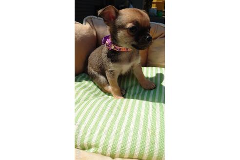 成約済の埼玉県のチワワ(スムースコート)-182245の3枚目