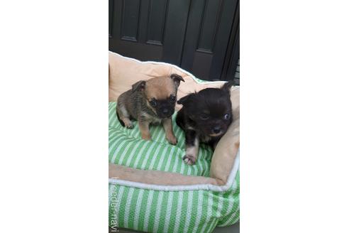 成約済の埼玉県のチワワ(スムースコート)-182245の2枚目