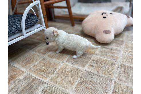 成約済の東京都のチワワ(ロングコート)-185316の43枚目