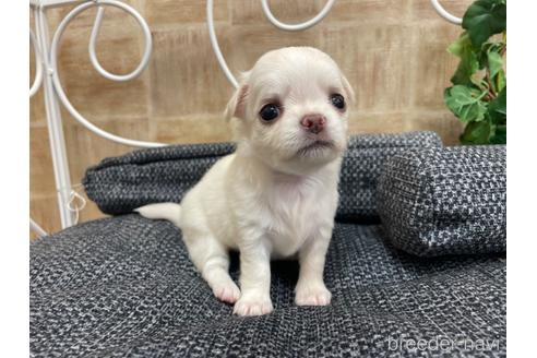 成約済の東京都のチワワ(ロングコート)-185318の26枚目