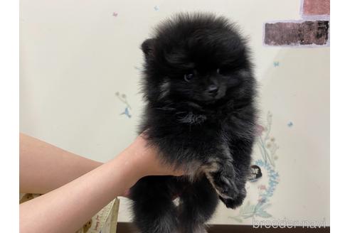 成約済の北海道のポメラニアン-186568の3枚目