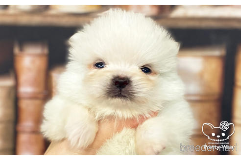 成約済の愛知県のポメラニアン-186591の10枚目