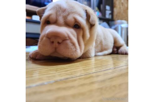 岡山県のシャーペイ 女の子 22 05 04生まれ 超希少犬シャーペイの仔犬 子犬id ブリーダーナビ