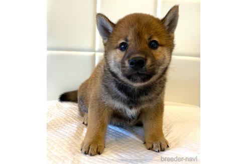 成約済の滋賀県の柴犬-186602の1枚目