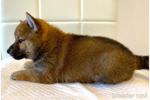 成約済の滋賀県の柴犬-186602の3枚目