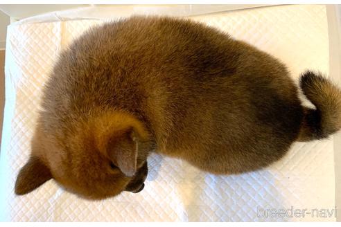 成約済の滋賀県の柴犬-186602の2枚目