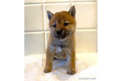 成約済の滋賀県の柴犬-186604の1枚目