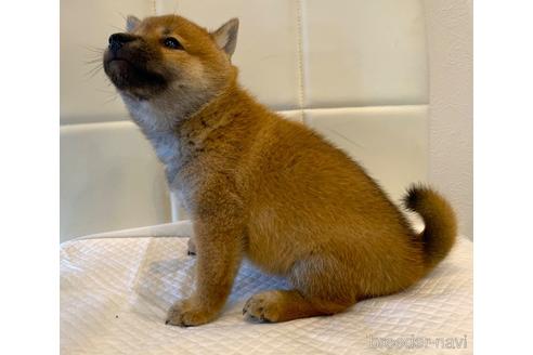 成約済の滋賀県の柴犬-186604の3枚目