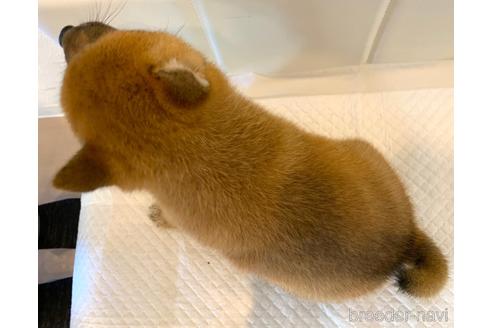 成約済の滋賀県の柴犬-186604の2枚目