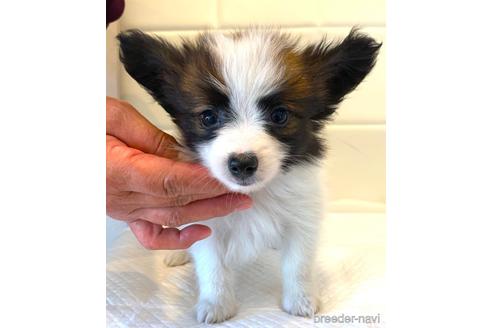 子犬