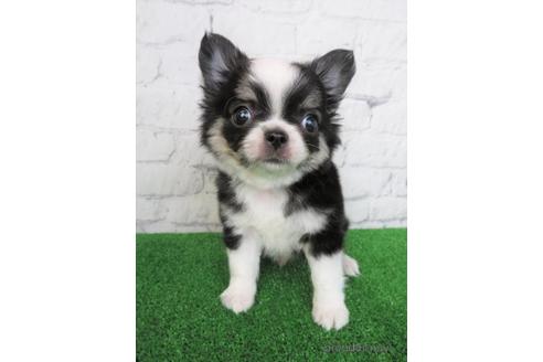 成約済の大阪府のチワワ(ロングコート)-186611の1枚目