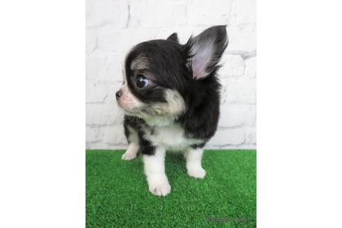 成約済の大阪府のチワワ(ロングコート)-186611の3枚目