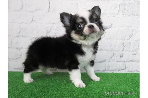 成約済の大阪府のチワワ(ロングコート)-186611の6枚目