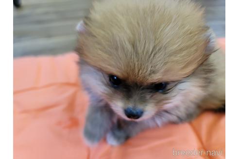 成約済の千葉県のポメラニアン-180661の1枚目