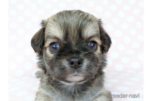 成約済の千葉県のチワワ(ロングコート)-186636の1枚目