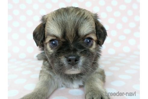 成約済の千葉県のチワワ(ロングコート)-186636の3枚目