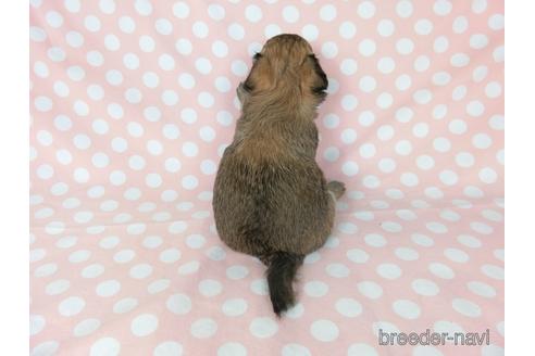 成約済の千葉県のチワワ(ロングコート)-186636の4枚目