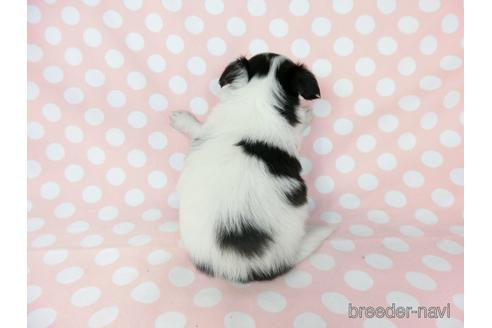 成約済の千葉県のミックス犬-186638の25枚目
