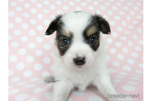 成約済の千葉県のミックス犬-186638の23枚目