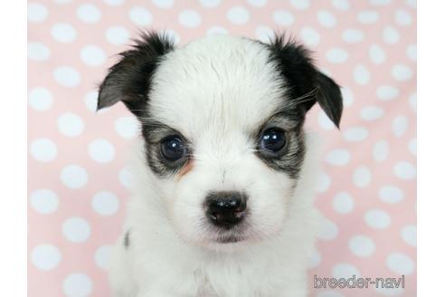 成約済の千葉県のミックス犬-186640の28枚目