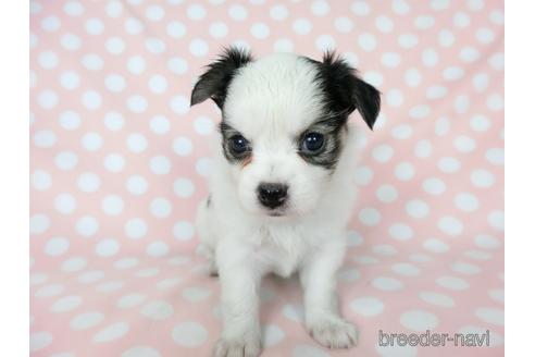 成約済の千葉県のミックス犬-186640の27枚目