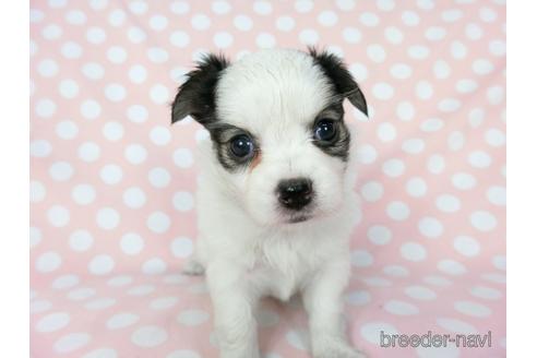 成約済の千葉県のミックス犬-186640の26枚目