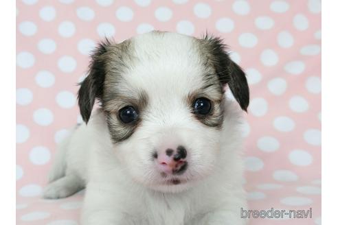 成約済の千葉県のミックス犬-186643の24枚目