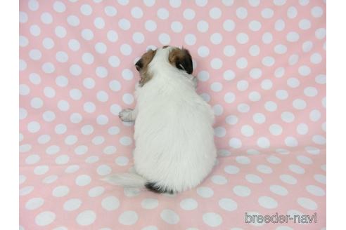 成約済の千葉県のミックス犬-186643の22枚目