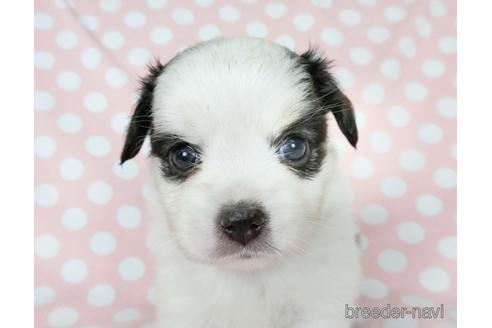成約済の千葉県のミックス犬-186647の19枚目