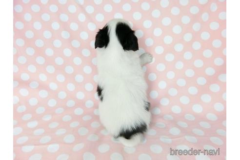 成約済の千葉県のミックス犬-186647の17枚目