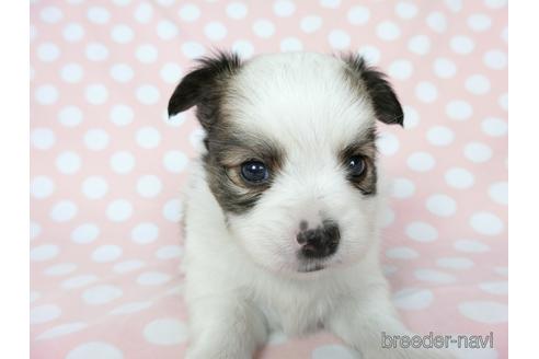 成約済の千葉県のミックス犬-186648の2枚目