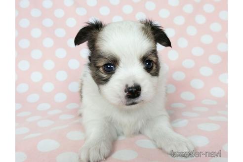 成約済の千葉県のミックス犬-186648の3枚目