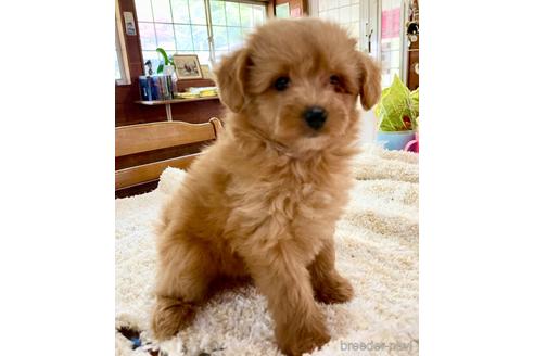 成約済の長野県のポメプー:ポメラニアン×トイプードル-182932の1枚目