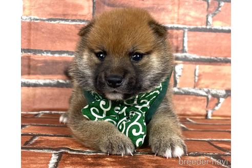 成約済の福岡県の豆柴-185999の8枚目