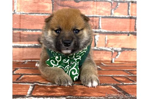 成約済の福岡県の豆柴-185999の9枚目