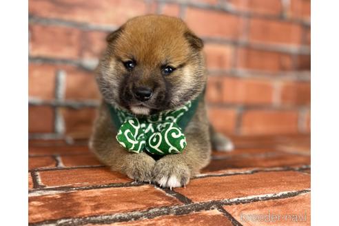成約済の福岡県の豆柴-185999の10枚目