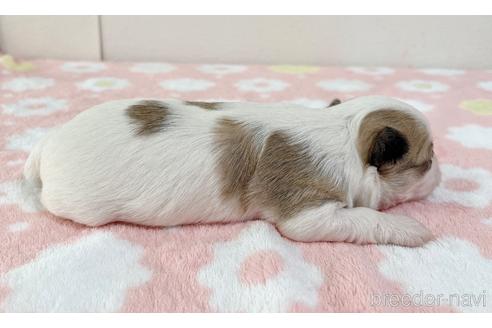 成約済の福岡県のチワマル:チワワ×マルチーズ-185000の50枚目